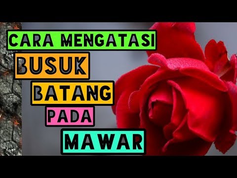 Video: Tunas Buta Pada Mawar