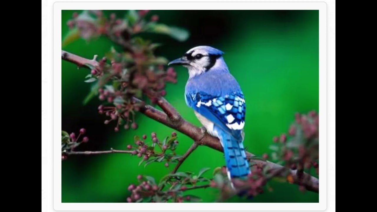 صالح رمضان مع احمد التلاوي من الارشيف القديم 2