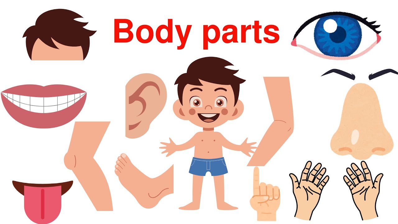 Body Parts Song for Kids | Learn Human Body Parts Easily
