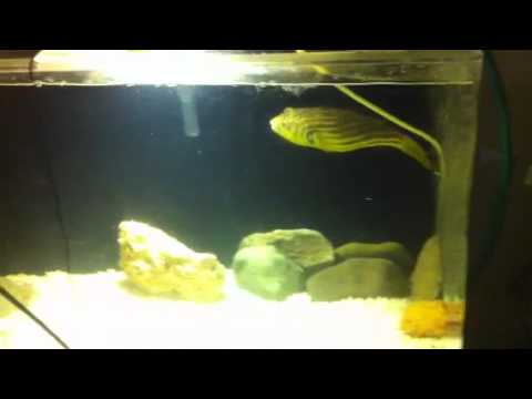 Fahaka Puffer eating Goldfish