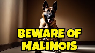 Are Belgian Malinois good family dogs  ?