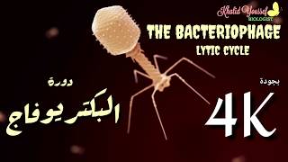 البكتيريوفاج    Bacteriophage
