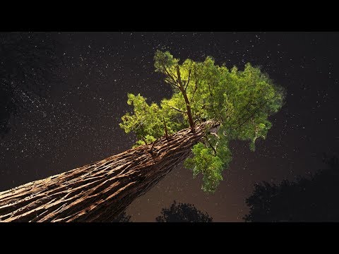 Vidéo: Jusqu'où vont les racines des pins ?