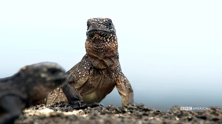 Iguana vs Snake | Planet Earth II | BBC America