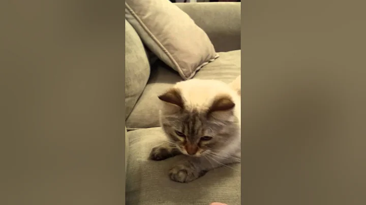 Video 172061: siberian cat playing fetch, funny kitty