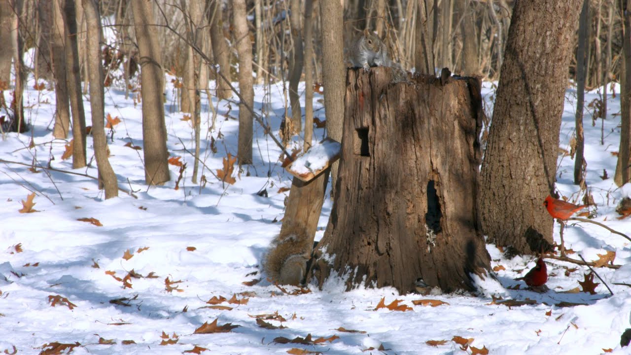 video phone beyonce mp3 A 4K Happy Holidays! from Hill's Video Productions