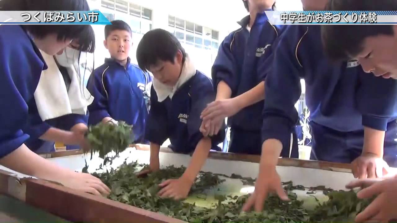 伊奈東中学校でお茶づくり体験 つくばみらい市 茨城新聞ニュース 15 5 Youtube