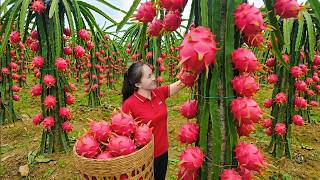 Harvesting Huge Quantities of Giant Dragon Fruits for Market Sale | Picking Up A Lot of Rambutans