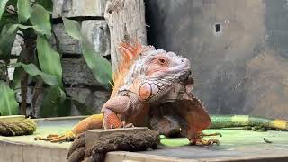 2026 04 11 Spyro the Iguana 🦎 Territorial Head Bobbing & Stunning Colors | Critter Clips