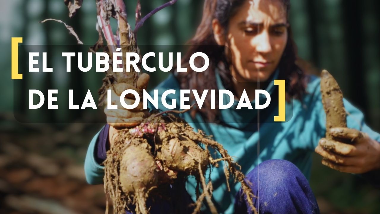 El tubérculo que ayuda a tu MICROBIOTA (sin azúcar)