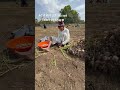 #kshipra #farming #lasan #explorer #village #mehnat #khetibadi #like #dewas #indore #patel #kisan