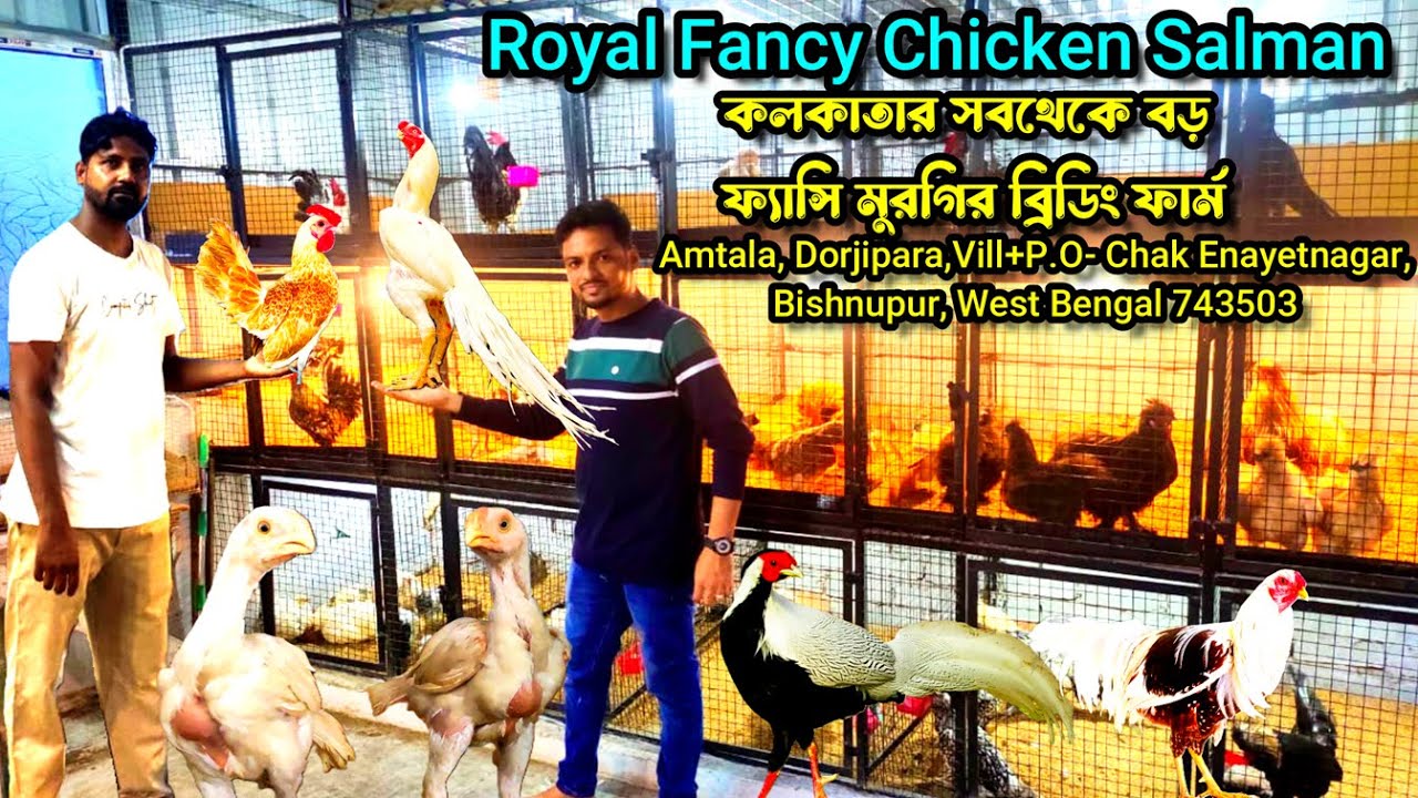 Kolkata Biggest Fancy Chicken Breeding Farm || Royal Fancy Chicken Salman || @Haatinformer