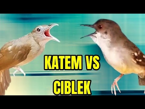 ADU TEMBAKAN MASTERAN 30 MENIT ‼️KAPAS TEMBAK GACOR-CIBLEK NGEBREN