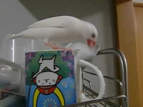 マグカップから水分補給するギンちゃん