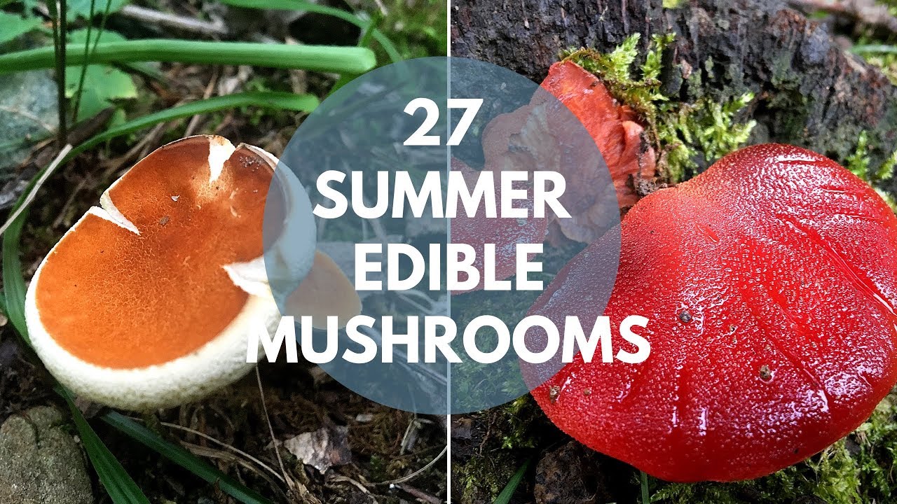 Edible Wild Mushrooms Identification