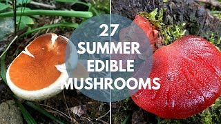 Wild Mushrooms You Can Eat: Summer Edition