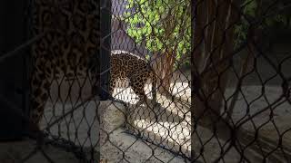 Big teeth! Big cats!!! 🐆 #bigcat #zoo #jaguar
