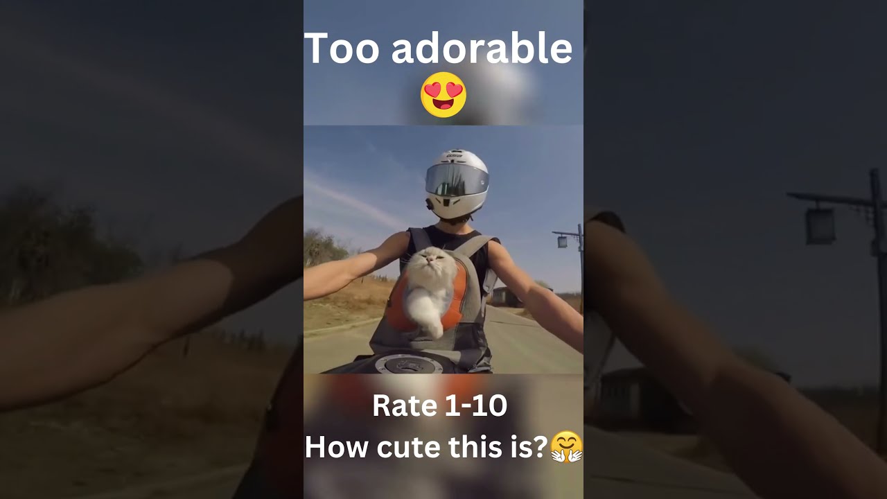 Cat riding a motorcycle 