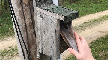 PROTECTING bluebirds is easier than you may Think