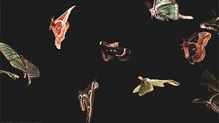 Güneş - Yorgan ( Slowed / Reverb ) #güneş #yorgan #reverb #slowed #slowedandreverb #slowedreverb