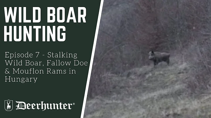 Episode 7 - Wild Boar Hunting: Stalking Wild Boar, Fallow Doe and Mouflon Rams in Hungary