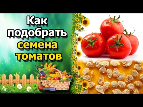 🍅Как выбрать семена и сорта томатов(помидор). Основные правила при подборе сортов.
