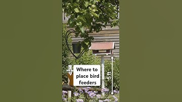 Where to place bird feeders #birdfeeder