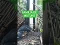 Família de MUTUNS na seva, confira