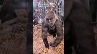 The Gorillas Are Looking For Oats In The Straw! Once They Are Done Foraging They Make Nests #Gorilla