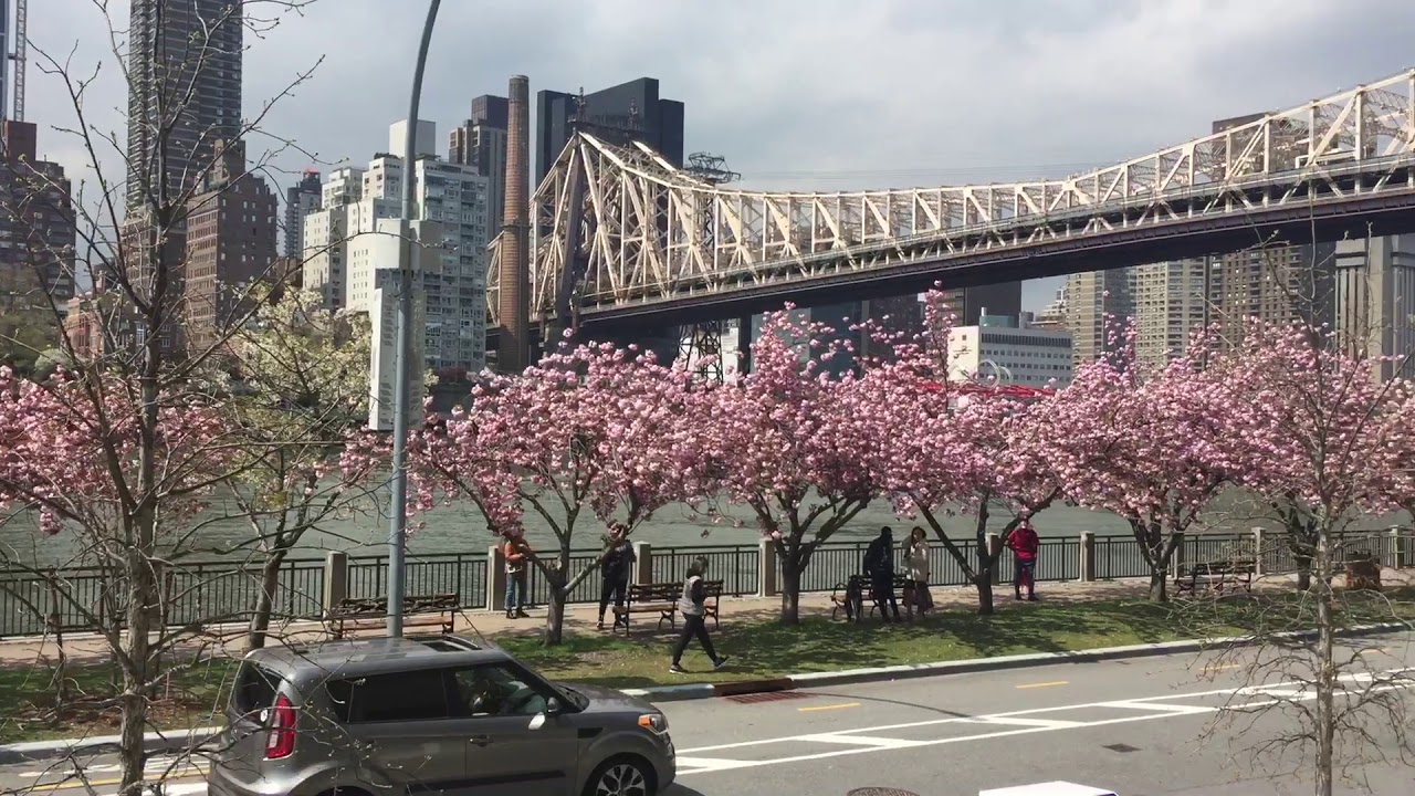 Roosevelt Island Cherry Blossoms Past Peak But Some Still Blooming And