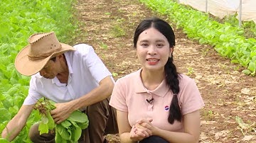 Ứng dụng chuyển đổi số trong sản xuất nông nghiệp tại HTX rau quả sạch Chúc Sơn