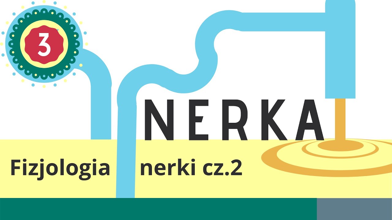 Nerka 3: Fizjologia nerki – układ RAA, ANP — Transcript