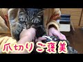 猫の爪が伸びた時に切るコツ【唐草猫ムタさん】