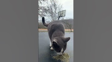 When The Catnip HITS ... #shorts