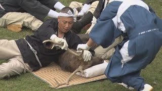 シカの角切り始まる 秋の奈良の伝統行事
