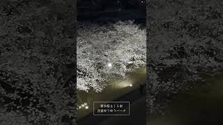 【栃木県さくら市】夜桜ライトアップ #桜 #さくら市