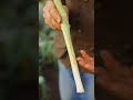 Allium Leaf Miner damage to leeks