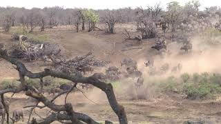 Huge African Buffalo herd in drought running to water in a cloud of dust