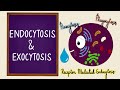 Cell Transport Mechanisms: Endocytosis and Exocytosis Explained