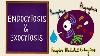 Endocytosis | Exocytosis | Vesicular Transport | Bulk Transport | Membrane Transport | Cell