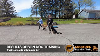 Abigayle 21Day GOOD DOG Board N' Train Program At Sunnidale Boarding Kennels