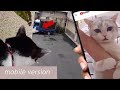 Best cute cats and kittens funny videos on Mobile 2