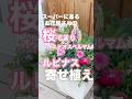 \春が来る/人気な桜テマリ&ルピナス&オステオスペルマムの草花で作った寄せ植え/カラーリーフに頼らないデザイン #ガーデニング #人気の草花 #shorts