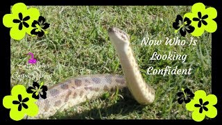 Outside With Pythons And Thanking Some New And Old. Part 3 Profile