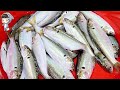 Korea Street Food gizzard shad SASHIMI Pohang Jukdo Seafood Market 전어 회 손질 포항 죽도시장 해수네