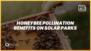 Honeybee pollination benefits on solar parks
