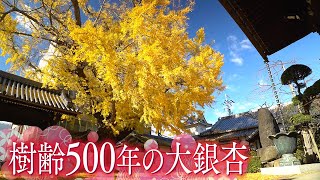 【美景】樹齢約500年　人々を包む大銀杏　大阪・守口市の難宗寺【Cameraman’s Eye】