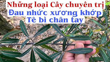 Những loại Cây chuyên trị Đau nhức xương khớp và Tê bì chân tay rất hiệu quả. PHAN HẢI Channel