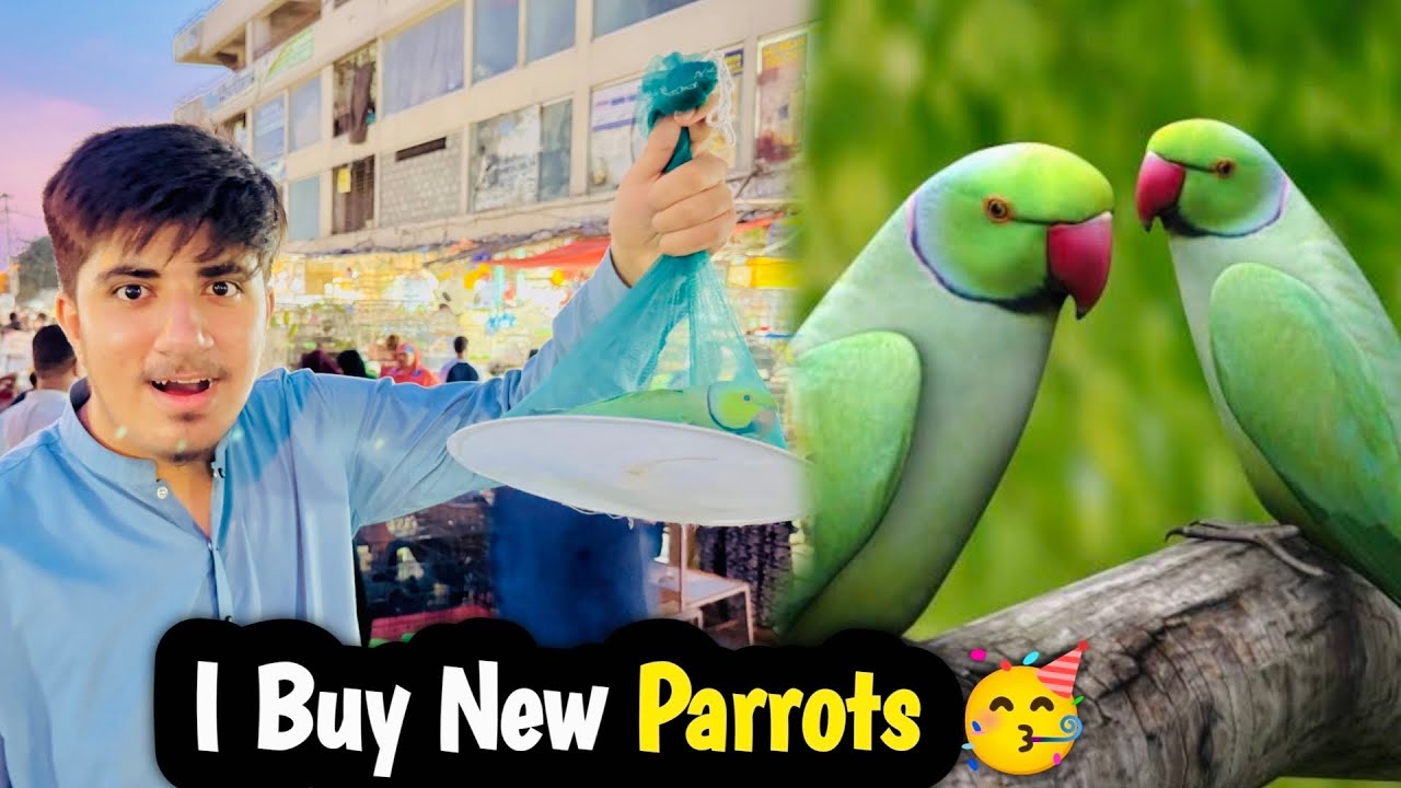I Buy New Parrots 🦜 |🥳 New Animal Ki Entry ZoO Mai 😍