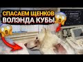 Неожиданные роды Волэнда КУБЫ. Отказалась полностью от своего потомства.